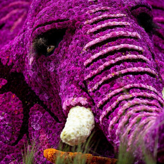 Corso Vollenhove 2025