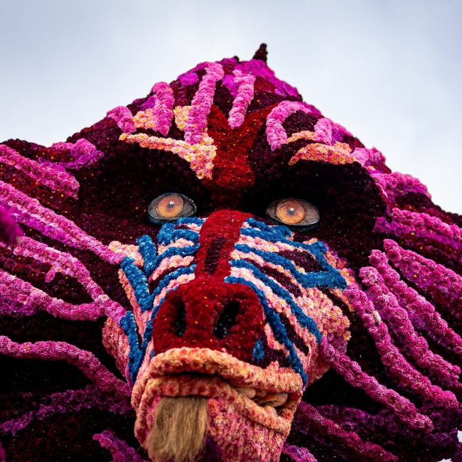 Corso Vollenhove 2025