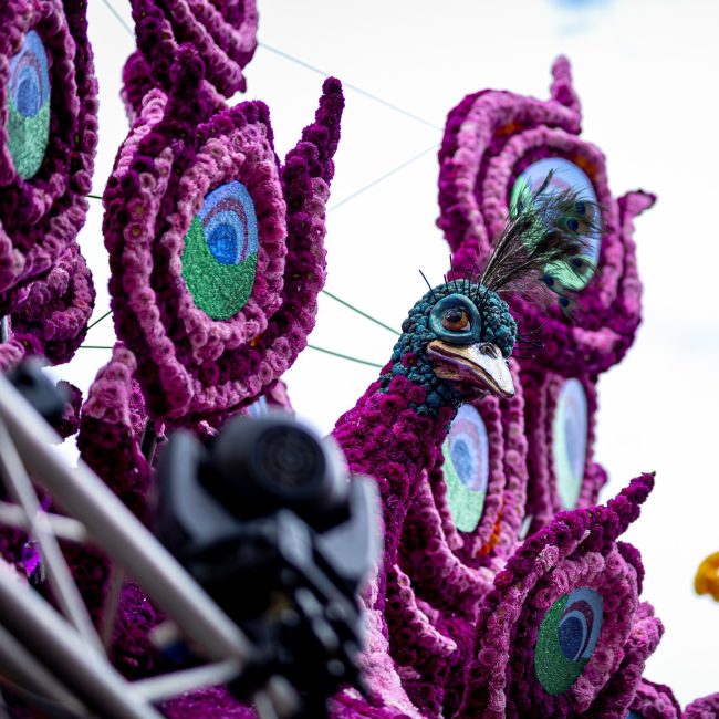 Corso Vollenhove 2025