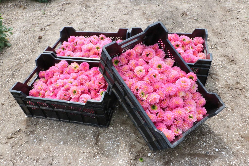 Dahlia route en open dag Corso Vollenhove