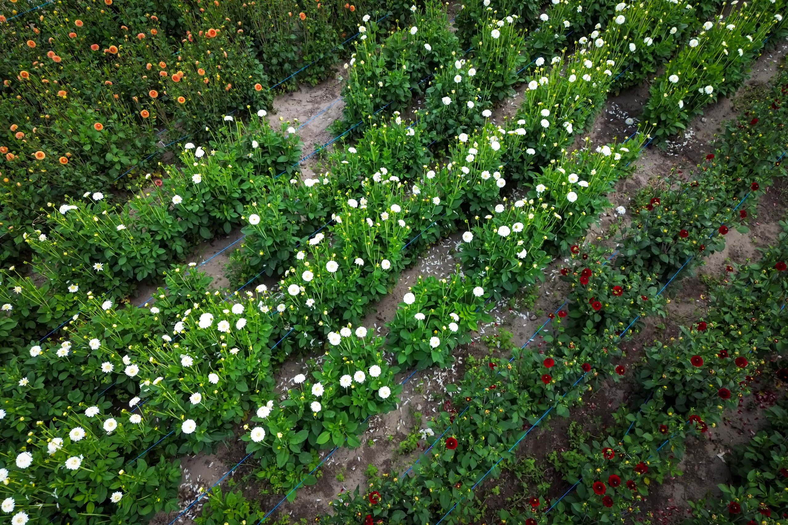 Veld met bloeiende dahlia's