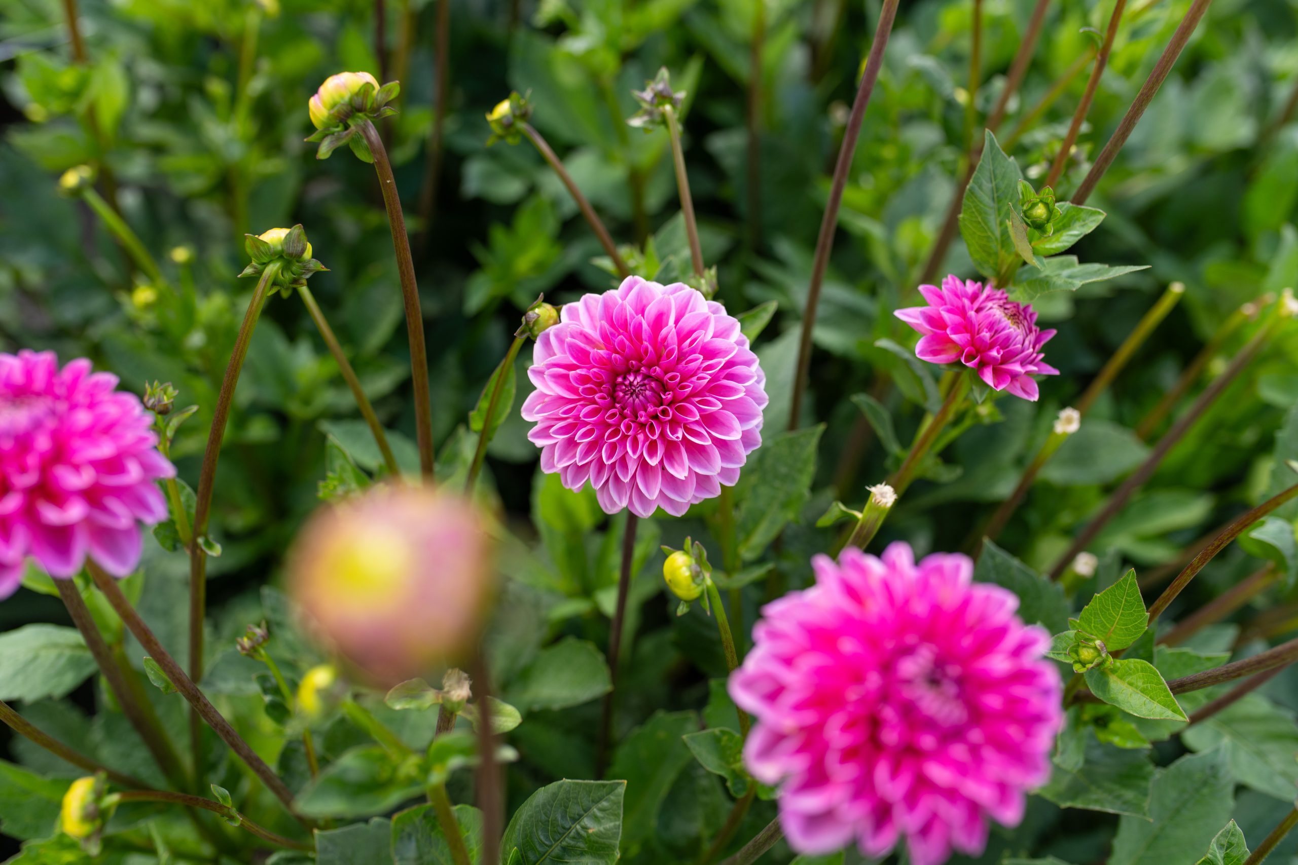 Dahlia Corso Vollenhove