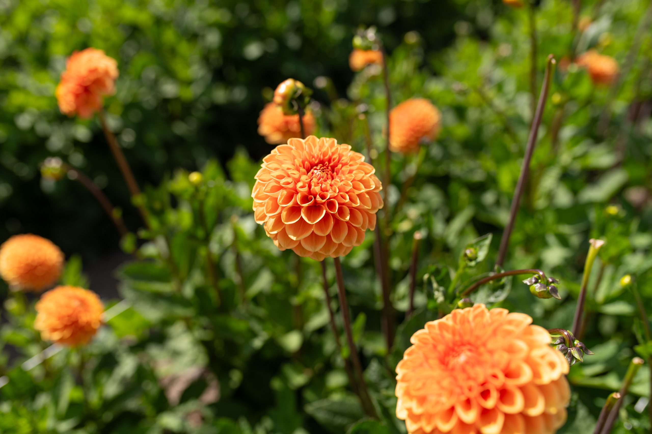 Dahlia Corso Vollenhove