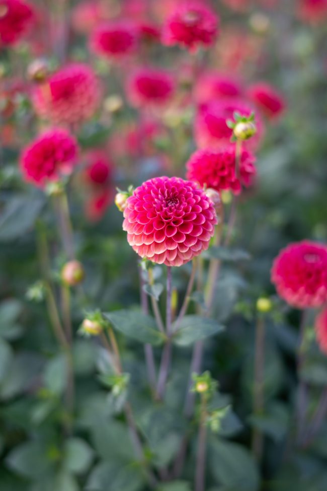 Dahlia Corso Vollenhove