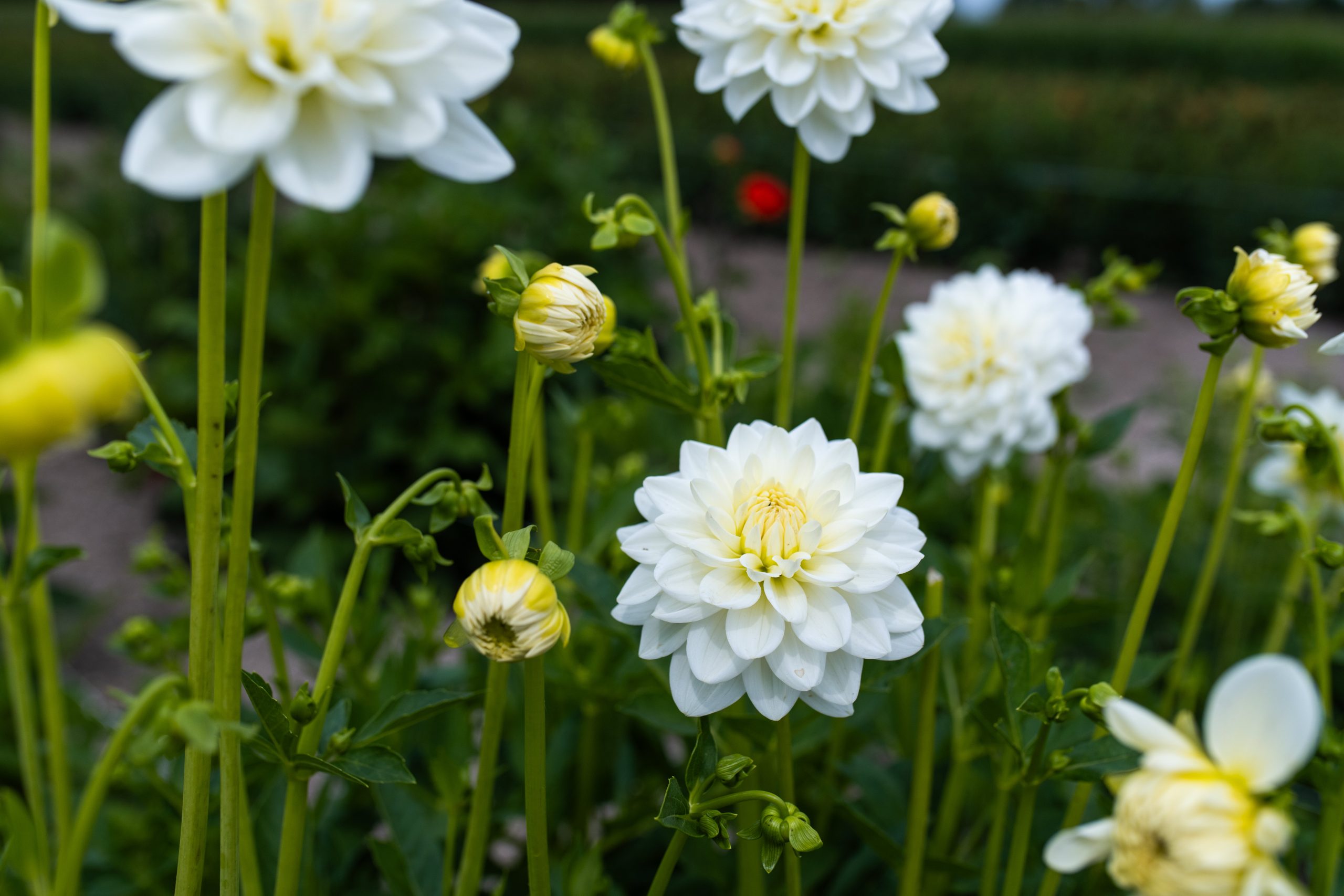 Dahlia Corso Vollenhove